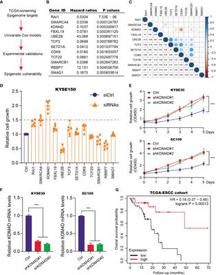 Epigenetic Regulator KDM4D Restricts Tumorigenesis via Modulating SYVN1/HMGB1 Ubiquitination Axis in Esophageal Squamous Cell Carcinoma